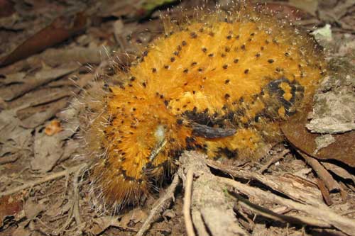 Loài chim kỳ lạ với hình dáng giống...sâu