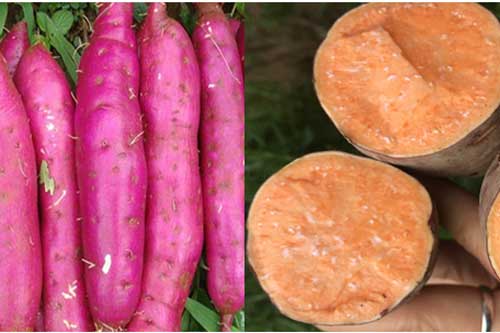 Cách chọn khoai lang ngon ngọt 10 củ chuẩn cả mười