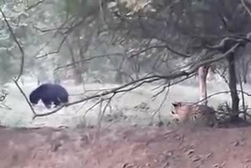 Chơi lớn săn gấu, hổ dữ nhận kết bẽ bàng