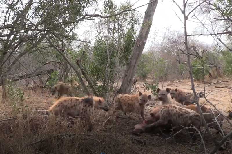 CLIP: 2 đàn linh cẩu giành nhau chiến lợi phẩm từ báo hoa mai