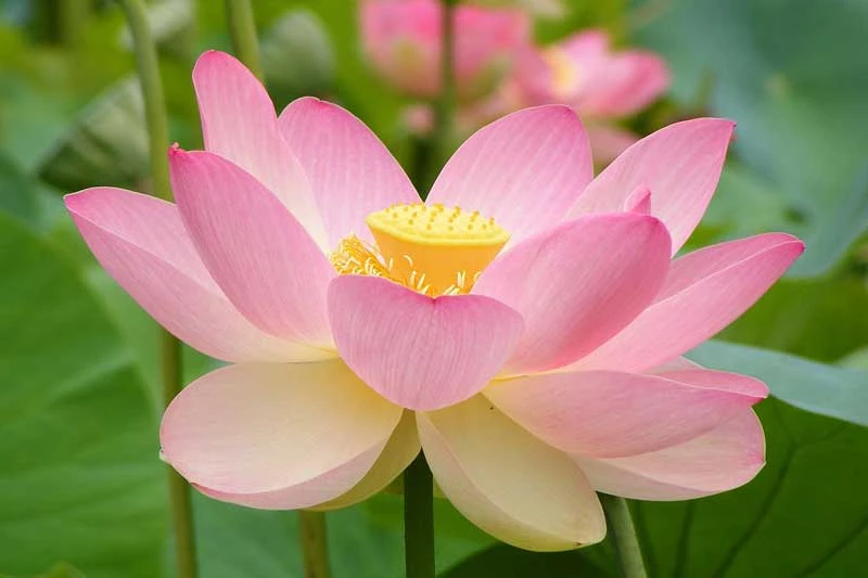 Hoa sen có tên khoa học là Nelumbo. Đây là chi thực vật có hoa thuộc bộ Quắn hoa.