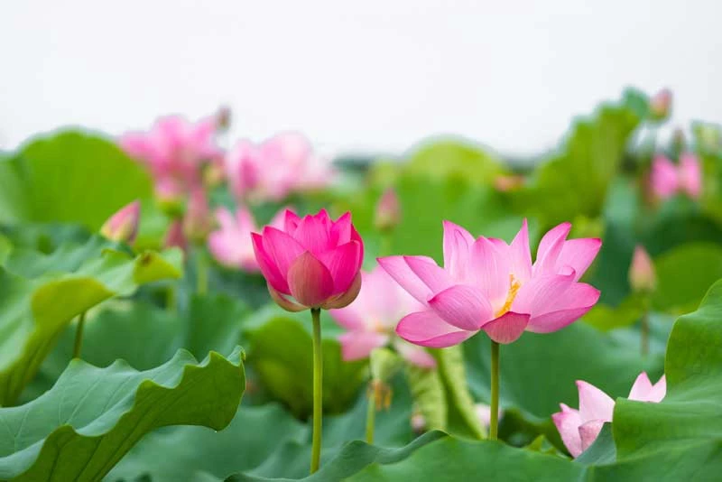Hoa sen là hiện thân cho tính cách, lối sống và tâm hồn người Việt.