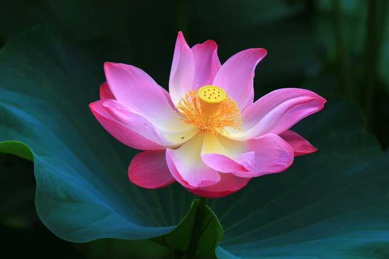 Hoa sen còn là loại hoa linh thiêng của Phật giáo.