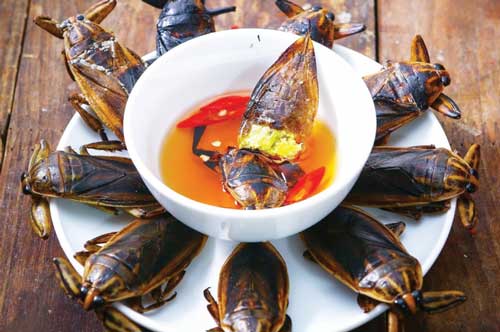 Cà cuống, nhớ chút hương xưa