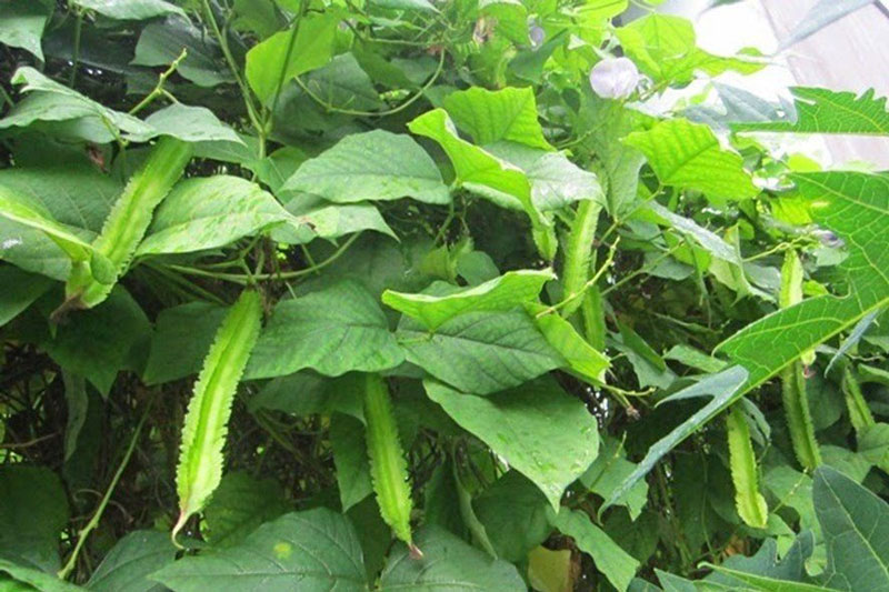 Khám phá nguồn dinh dưỡng dồi dào từ đậu rồng