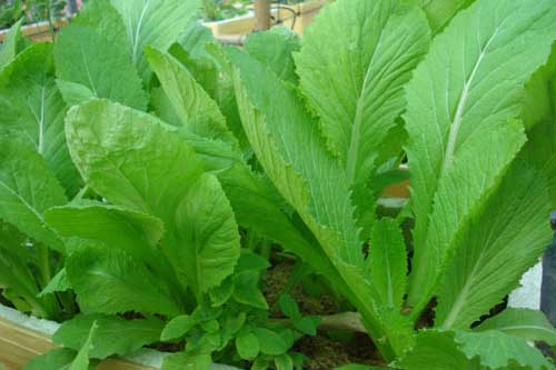 Công dụng chữa bệnh ít người biết của rau cải