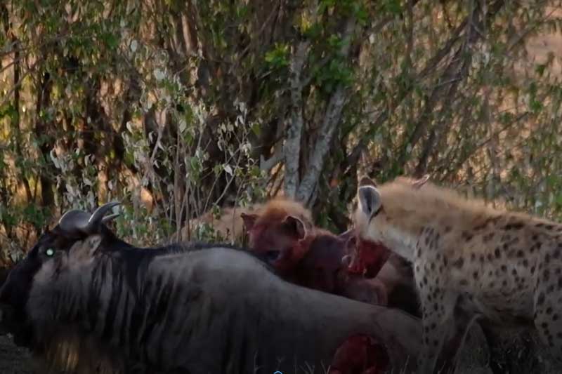 CLIP: Chống trả quyết liệt, linh dương đầu bò vẫn chết thảm trong vòng vây của 10 con linh cẩu