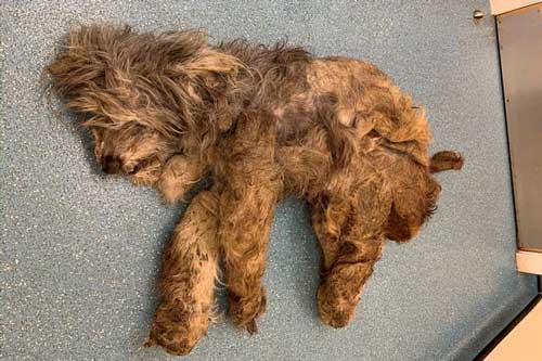 Nhận con vật từ tay người phụ nữ, các bác sĩ thú y hoang mang không biết đó là con gì