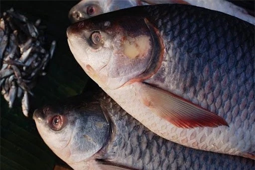 5 cách chế biến cá nếu ăn thường xuyên chẳng khác nào uống thuốc độc - Ảnh 4.