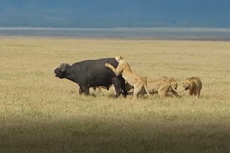 CLIP: Trâu rừng gãy chân lọt vào vòng vây của đàn sư tử và cái kết