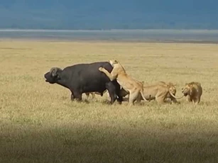 CLIP: Trâu rừng gãy chân lọt vào vòng vây của đàn sư tử và cái kết