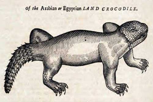 Khi họa sĩ thời Trung Cổ trổ tài vẽ lại động vật qua lời kể, con nào cũng sai trái "hết hồn" luôn