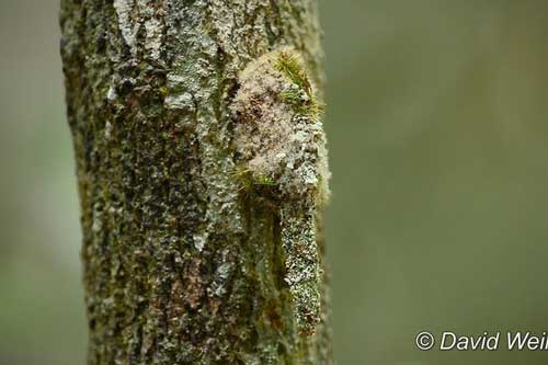 Cao thủ nguỵ trang ấu trùng bướm đêm trong tự nhiên