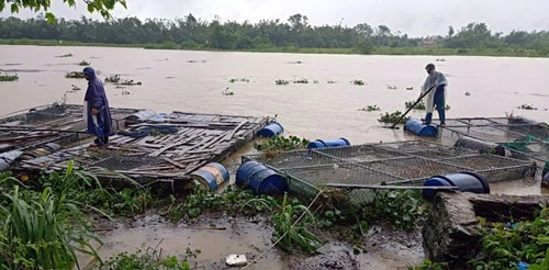 Người dân ở huyện Phong Điền (Thừa Thiên-Huế) buộc lại những lồng bè nuôi cá khi nước lũ dâng cao (Ảnh: TTXVN)