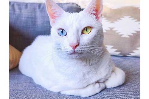 Mèo hai màu mắt, chân nhiều ngón dị thường nổi tiếng khắp mạng