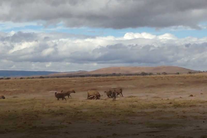 CLIP: Đàn linh cẩu cậy đông tấn công sư tử giành mồi ngon