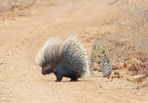 Báo hoa mai trổ tài săn nhím: Cái kết buồn cho kẻ săn mồi