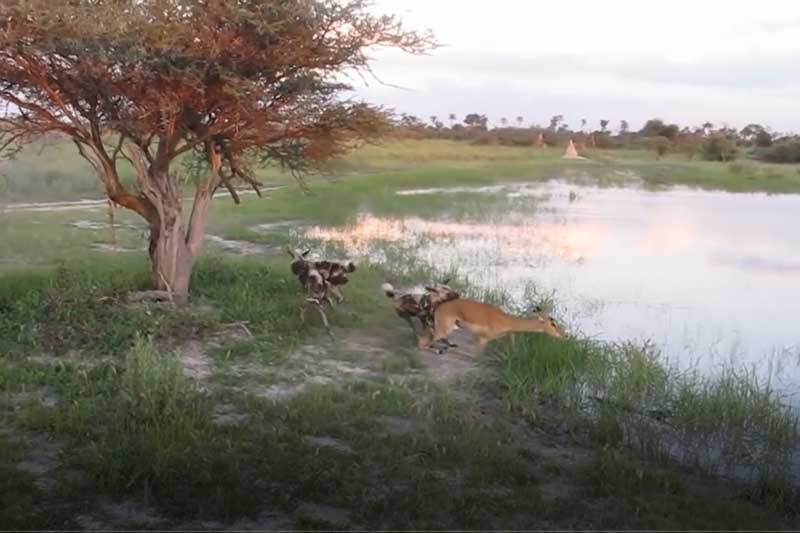 CLIP: 3 con chó hoang đoạt mạng linh dương Impala