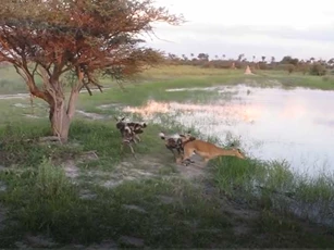 CLIP: 3 con chó hoang đoạt mạng linh dương Impala