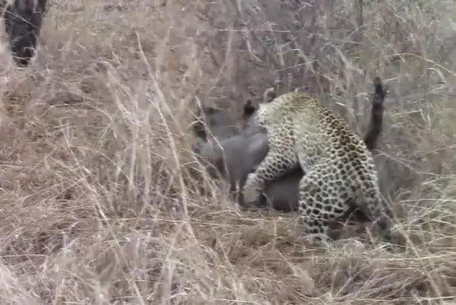 Bị ‘kẻ thứ 3’ chen ngang, báo hoa mai mất mồi đầy tiếc nuối