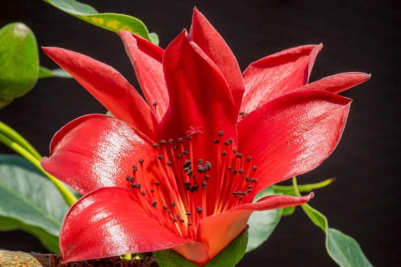 Hoa của loài cây này là hoa biểu trưng cho Quảng Châu (Trung Quốc), Cao Hùng (Đài Loan, Trung Quốc) và Nam Định (Việt Nam).
