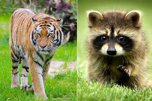 Dân Mỹ hoảng loạn trước thông tin hổ đi lại giữa đường