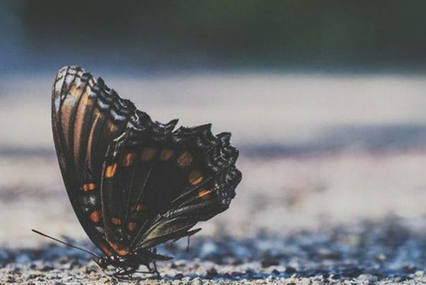 Đời người lụi bại hay thăng hoa không nằm ở số mệnh, có một công thức xoay chuyển mọi sự mang tên “Hiệu ứng cánh bướm”