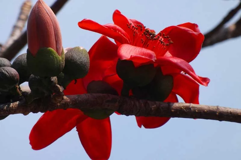 Cây gạo có tên khoa học là Bombax ceiba. 