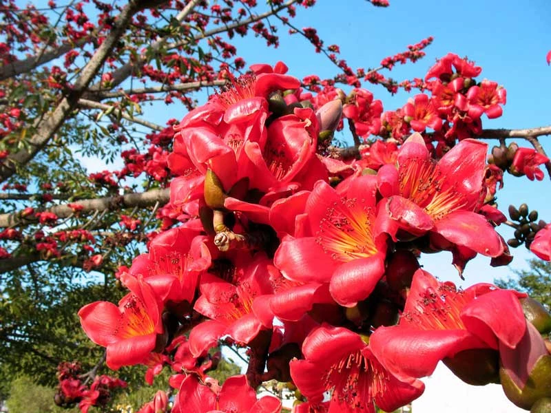 Hoa của cây gạo có màu đỏ rực rỡ, bông hoa kích thước lớn mỗi bông gồm 5 cánh hoa xòe rộng. Cánh hoa dày và to. 