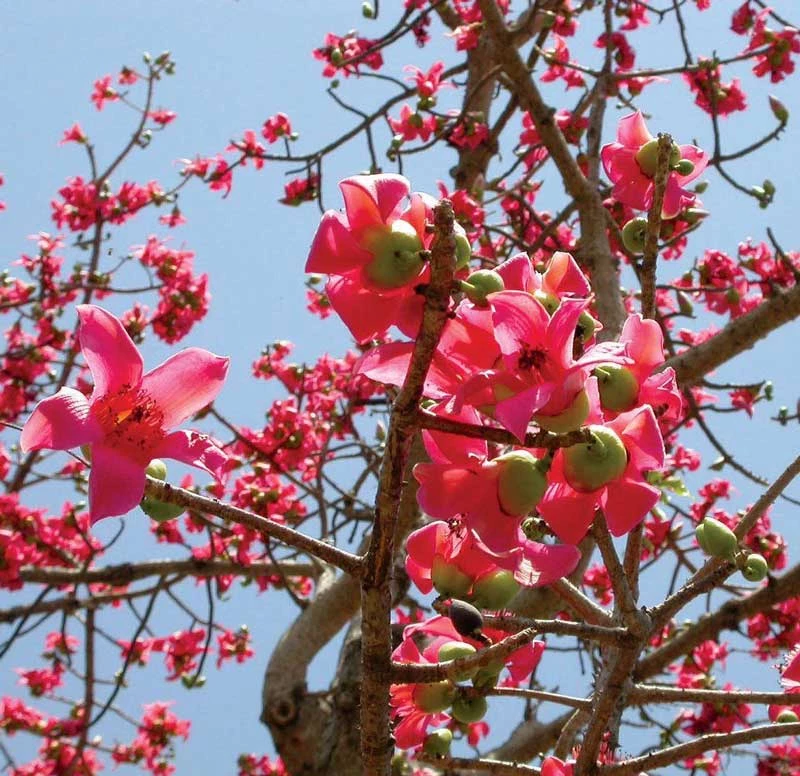 Ở Việt Nam, cây được trồng nhiều ở công viên, đường phố, vỉa hè, đền, chùa, đình…