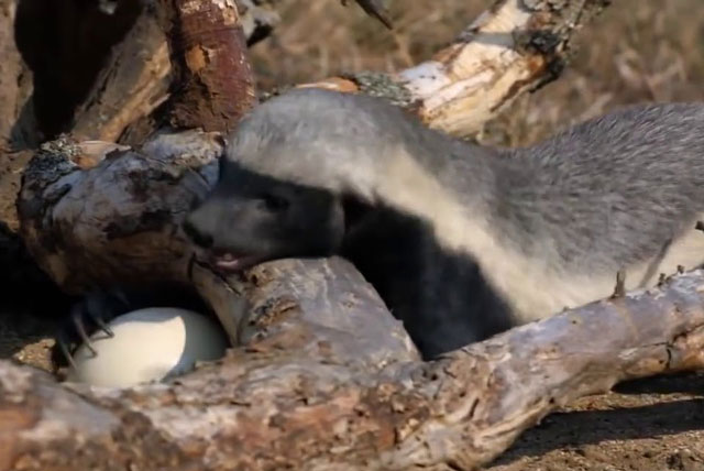 Lửng mật ‘láu cá’ trộm trứng đà điểu