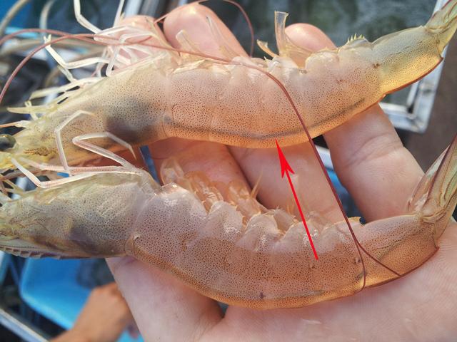 Có cần phải bỏ phần chỉ đen ở lưng tôm trước khi chế biến không?