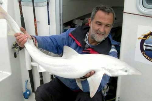 Lần đầu tiên cá mập bạch tạng xuất hiện ở Anh