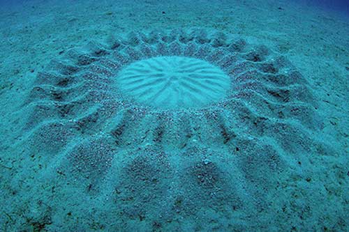 Bí ẩn về 'tác phẩm' của người ngoài hành tinh dưới đáy biển đã có lời giải