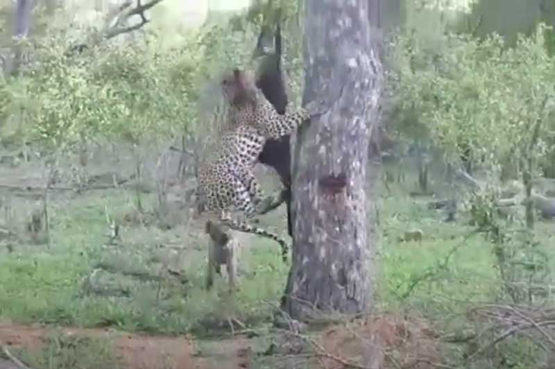 CLIP: Linh cẩu "ôm hận" khi cho báo hoa mai "ăn ké"