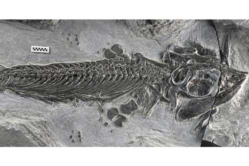 “Quái vật biển” lưỡng cư đầu tiên được tìm thấy