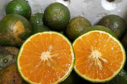 Cách chọn cam tươi mọng nước, 10 quả ngon cả 10