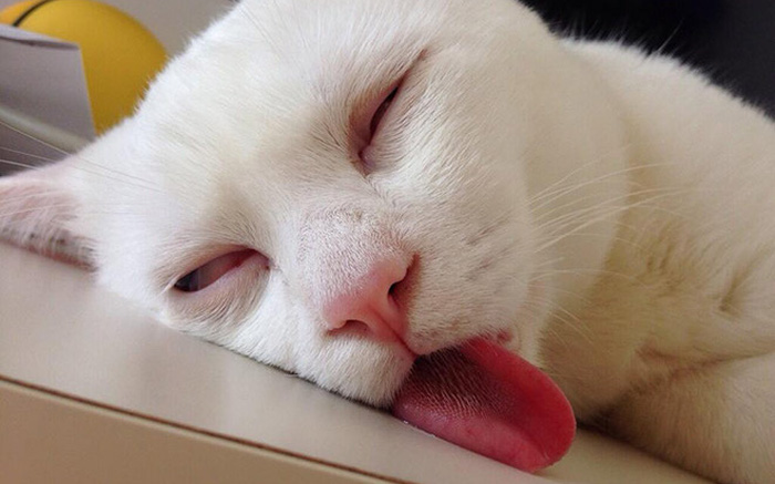 Tại sao mèo có thể ngủ tới 16 tiếng mỗi ngày?