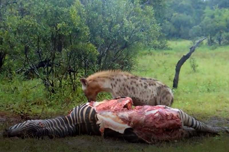 CLIP: Linh cẩu tận hưởng bữa ăn từ "trên trời rơi xuống"