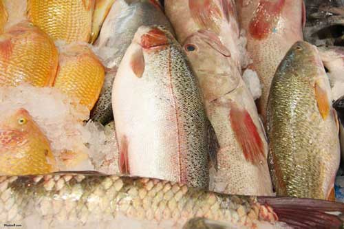 Cách chọn cá không bị nhiễm độc