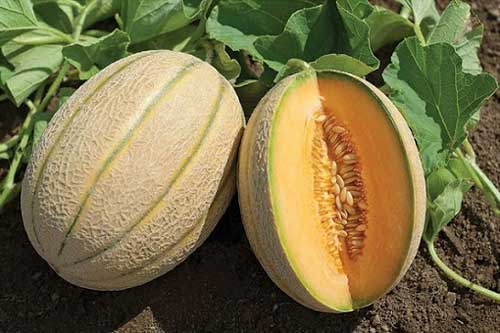 Ăn dưa gang có lợi ích gì? Câu trả lời của các chuyên gia khiến bạn bất ngờ