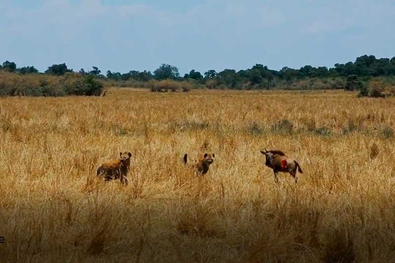 CLIP: Linh dương đầu bò chết thảm khi bị 3 con linh cẩu tấn công