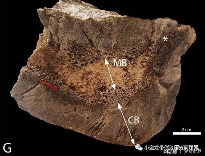 Cuộc đời của khủng long bạo chúa được chia thành 21 giai đoạn, hai trong số đó cực kỳ quan trọng và giúp chúng trở nên to lớn - Ảnh 14.