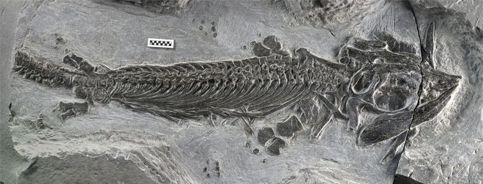 "Quái vật biển" Cartorhynchus lenticarpus mới được tìm thấy tại Trung Quốc. Ảnh National Geographic