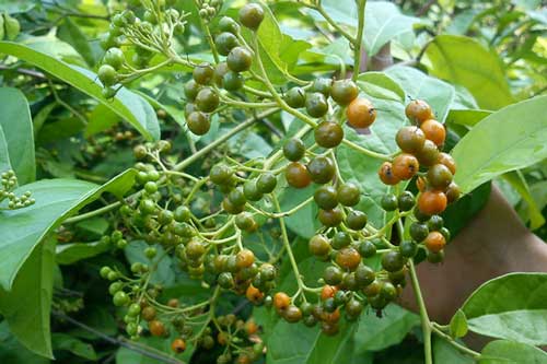 Cây độc: Quả mã tiền giống quả cam, nhưng có thể gây tử vong nếu ăn nhầm