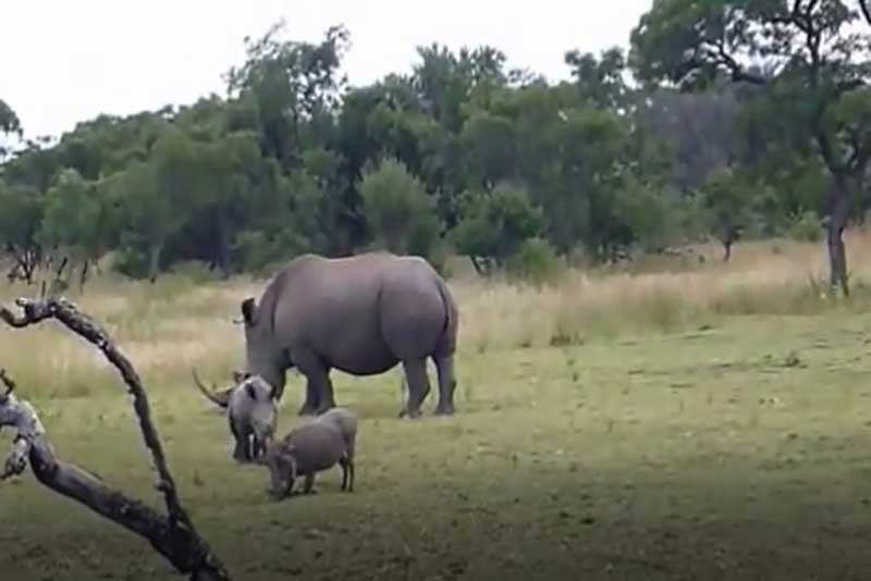 CLIP: Tê giác con 'cà khịa' lợn bướu và cái kết