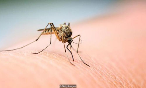 Đuổi muỗi ra khỏi nhà bằng những cách cực đơn giản sau