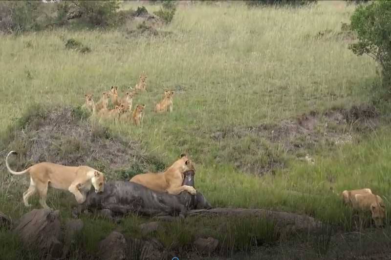 CLIP: 3 con sư tử cái dẫn đàn con đi ăn thịt trâu rừng 