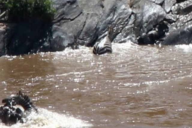 Ngựa vằn bỏ mạng đáng tiếc vì bị ‘quái vật sông Mara’ tấn công