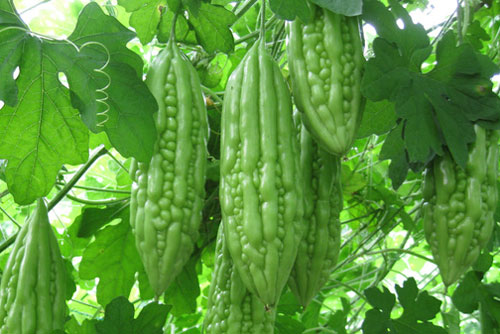 10 lợi ích tuyệt diệu của mướp đắng